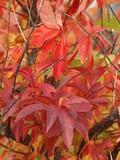 by Brenda Edwards