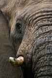 by Gerry Van der Walt