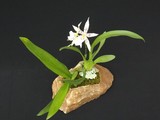 by Pedra Viva mini jardins