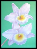 by Debby Gwaltney