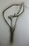 by Brook Tate