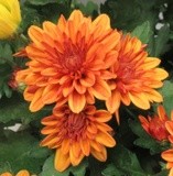 by marie-claire gallet