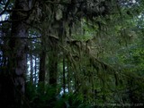 by Chrissy Gibbs
