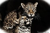 by Matt Steffen