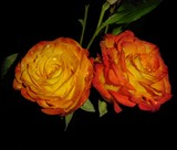 by Susan G 