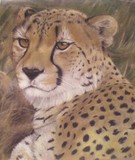 by Jo-Jo Kolodnicki, Jr.