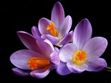 by joost 