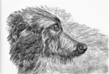 by Paula  Bodger