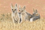 by Carole Boyd