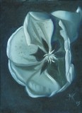 by marlin evans