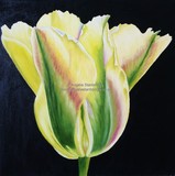 by Angela Stanbridge