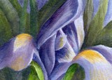 by Debbie Shirley