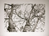 by Sarah Miller