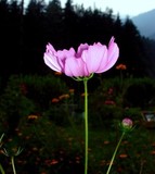 by anirban chandra pal