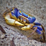 by Marie josé LAURIER