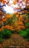 by Deb Honig