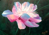 by amira el-fohail
