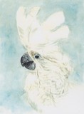 by Sheryl Boivin