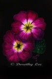 by Dorothy Lee
