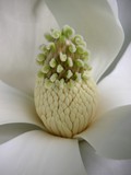 by Lucyna A. M. Green