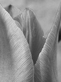by Deborah Ingram