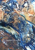 by jill madgwick