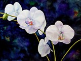by Lori  Andrews