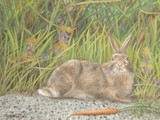 by Suzan Fox