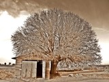 by Lana Almaraz