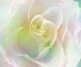 by Stefani Wehner