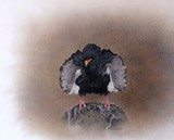 by Martin Aveling