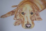 by Sheral Fernandes