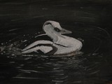 by Yasmeen Ali