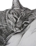 by Stacey Makar