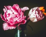 by Sue Lyon-Myrick
