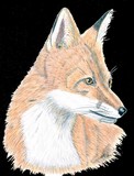 by Stacie Dowdy