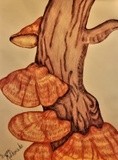 by Susan Kemp Maldonado
