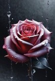 by Mihaela B