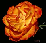 by Joke Schotting