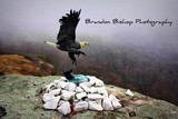 by Brandon 