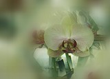 by Lynn De Serres