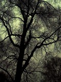 by ilyse 