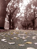 by Hassan Pasha