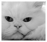 by Brighter Image Photography