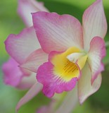 by Elaine Cruickshank