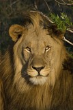 by Gerry Van der Walt
