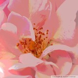 by Stefani Wehner