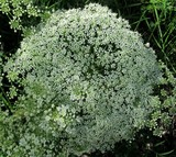 by marie-claire gallet