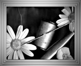 by Pepita Selles