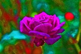 by Nira Dabush